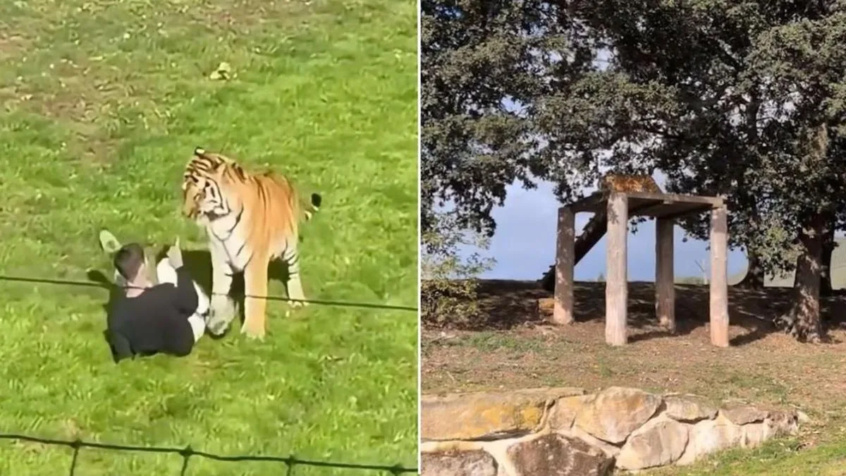 UK zoo responds to concerns about tiger’s fate as it reopens after man mauled to death