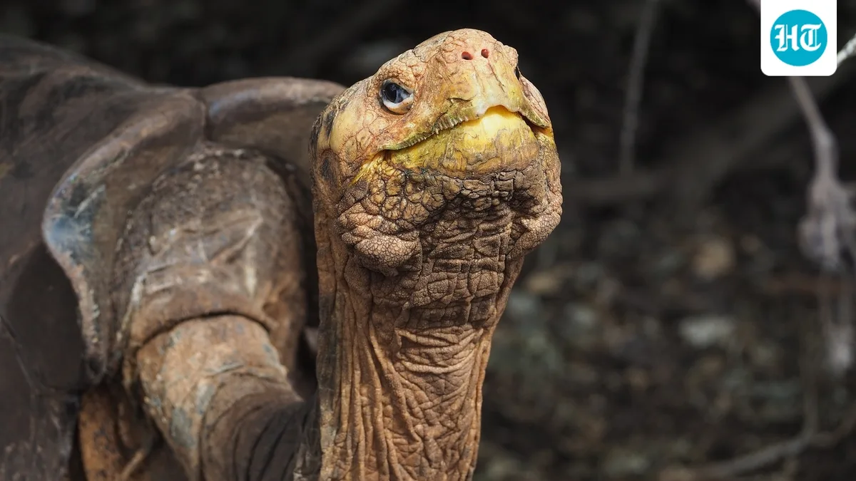 In the 1900s, invasive goats damaged Española Island’s habitat as 15 tortoises formed a breeding group; by 2020, more than 2,300 lived there
