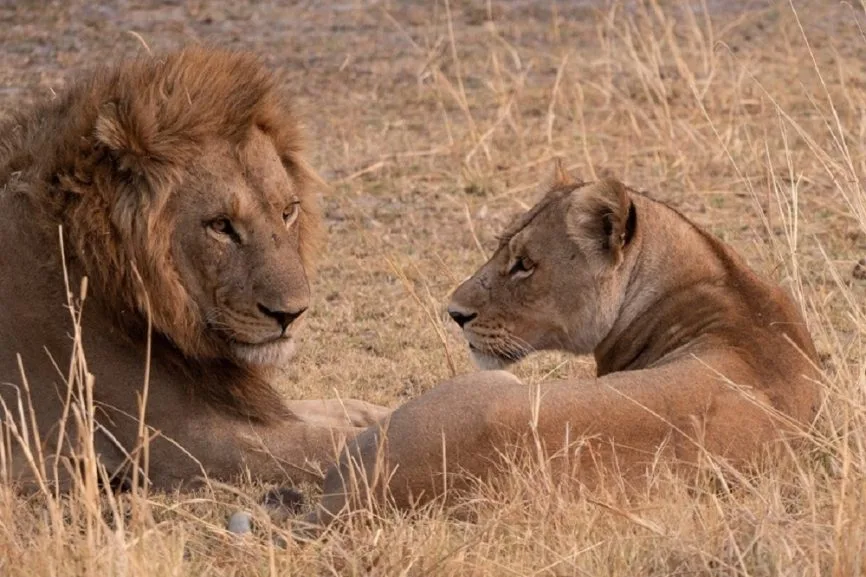 10 lions found dead in suspected poisoning at Tanzania reserve