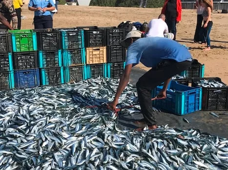 Sardine mystery deepens as the public is warned to keep pets away from dead fish