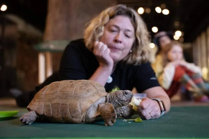 Halifax’s beloved 104-year-old tortoise is recovering after a successful surgery