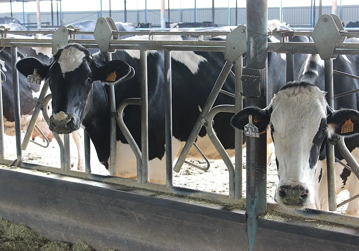 Los ganaderos de bovino de leche de Los Pedroches, ante una nueva enfermedad que amenaza su producción