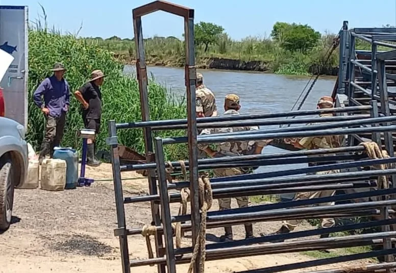 El lado B de la crecida del Paraná: refuerzan controles para evitar el robo de ganado que sale de las islas