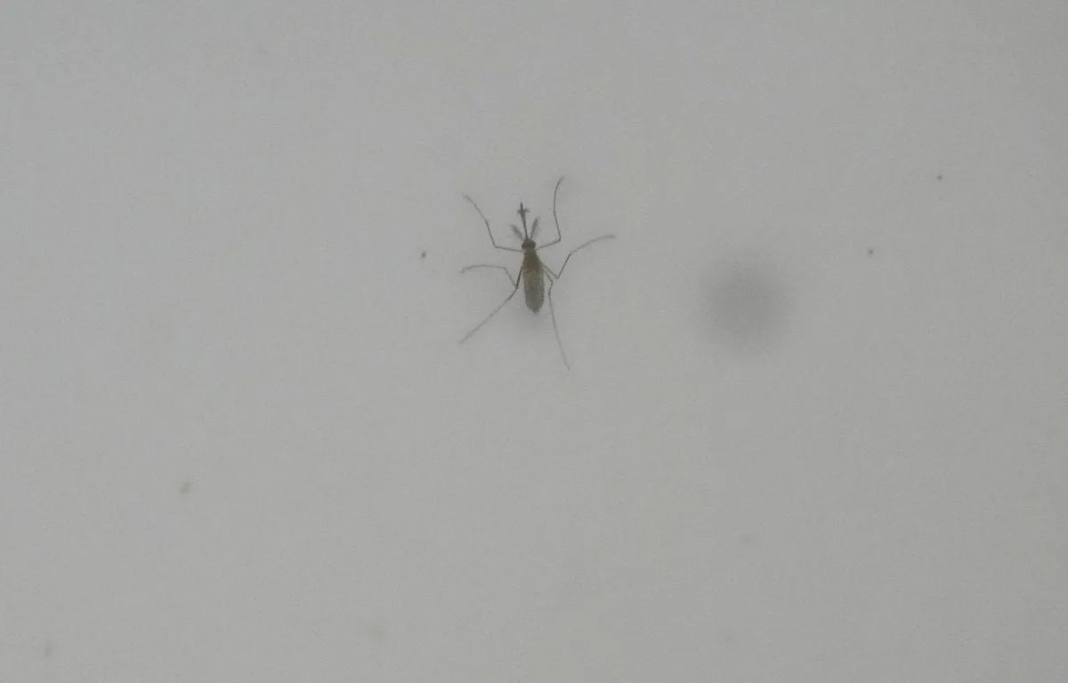 Faut-il avoir peur du virus du Nil occidental ?