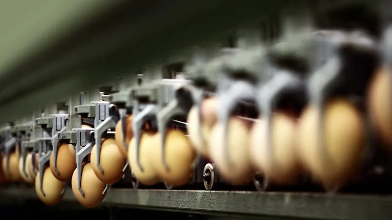 Australia’s biggest egg supplier, 11 others accused of cartel conduct