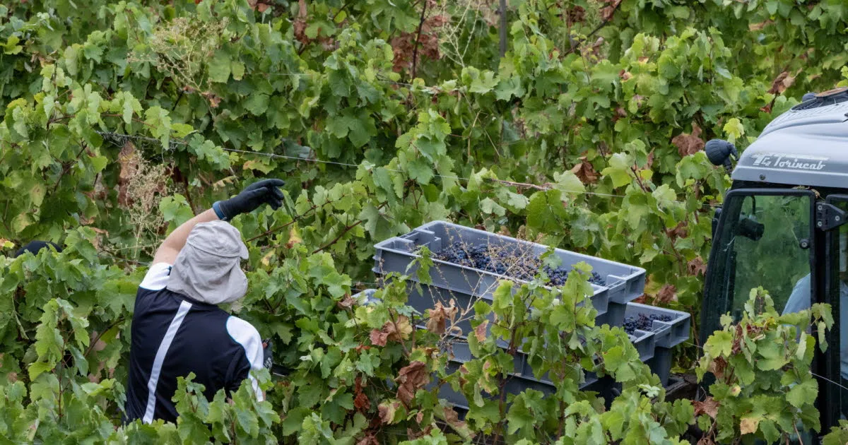 Marne. Vendanges en Champagne : la préfecture ferme un hébergement de saisonniers jugé « indigne »
