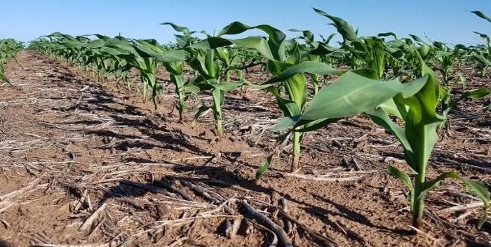 Más de 80 mil hectáreas de maíz en riesgo por la sequía en Guárico