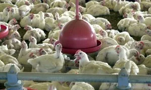 Importador europeu de frango antecipa compras antes de restrição ao Brasil, diz ABPA