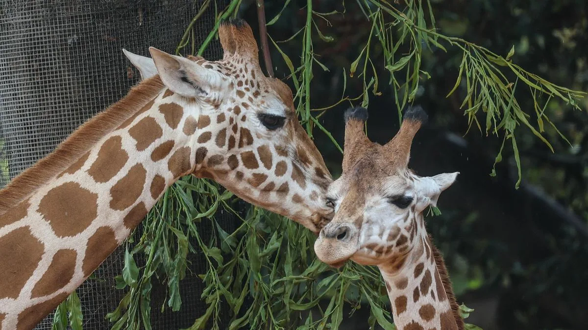 Tambi the giraffe arrives at Perth Zoo from Melbourne Zoo as part of breeding program