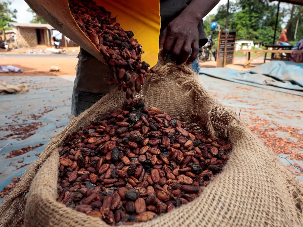 Poor rains in Ivory Coast raise concerns over cocoa quality and supply, farmers say