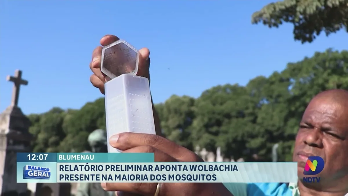Blumenau: relatório preliminar aponta wolbachia presente na maioria dos mosquitos