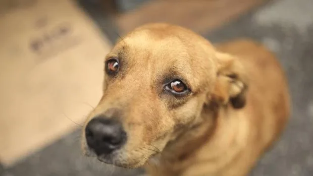 Rescatan perro maltratado en Ciudad Bolívar