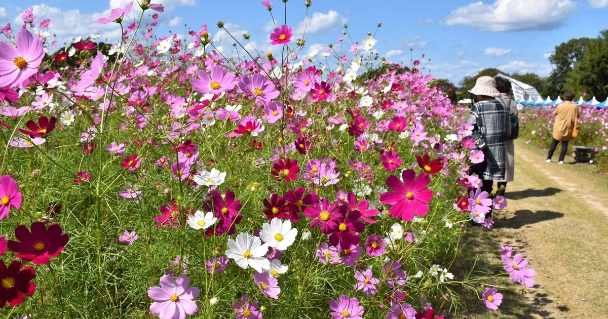 100万本のコスモス満開 幸運呼ぶ「9枚」の花も 山口・下関