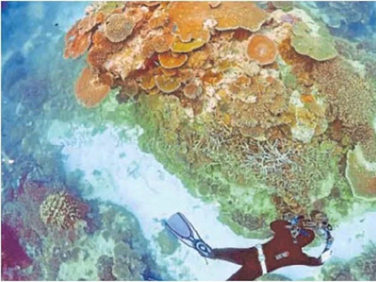 BJORN LOMBORG | The Great Barrier Reef refuses to die on schedule
