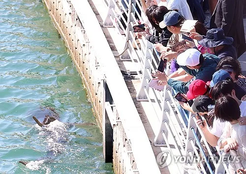 부산 상어 '부캉이' 체류 30일째…누적 방문객 154만명(종합)