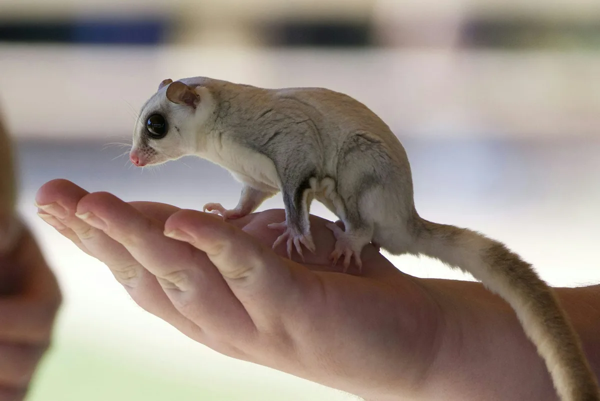 There’s a hidden bias affecting what we know – and don’t know – about nature