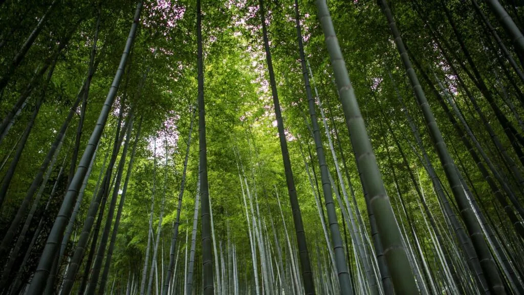 Dans sa lutte contre la désertification, la Chine mise sur des barrières en bambou plutôt qu'en plastique