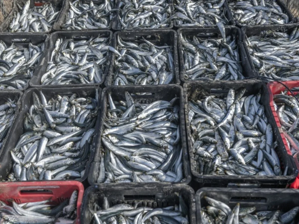 Une hécatombe de sardines frappe l'Afrique du Sud