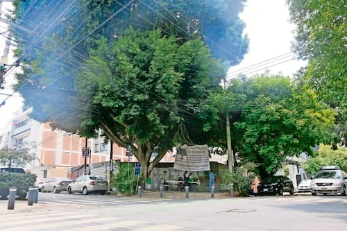 Gobierno de CDMX publica decreto para proteger arbolado urbano; no podrán derribarse árboles que sean patrimonio natural