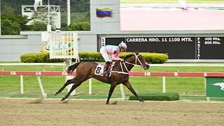 Desafío de Jerarquía: Gran Manuel (USA) expone su racha en el Clásico Albert H. Cipriani (GII) en La Rinconada