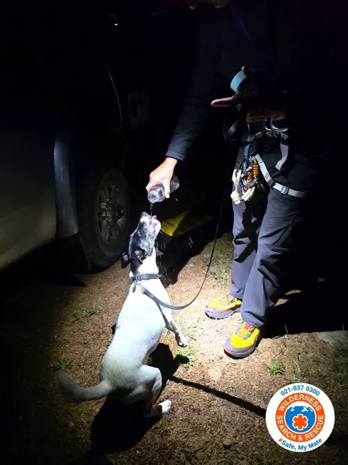 A tahr too far: Dog rescued after chase leaves it stranded on Table Mountain
