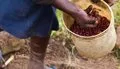 La OMS denuncia que el cultivo de tabaco en África aumenta a pesar del declive mundial