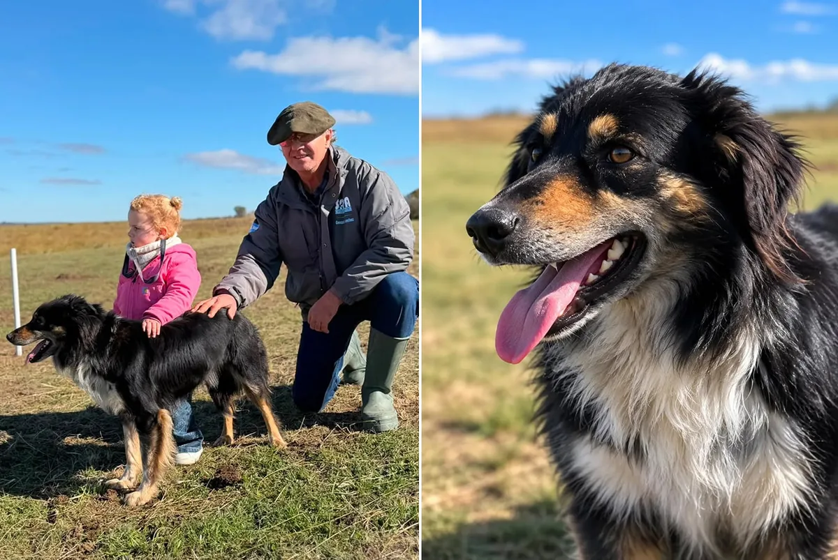 Se viene el Mundial de Perros Pastores y Vega viajó desde la Patagonia para una exigente prueba