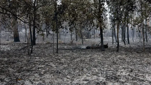 Prisão preventiva para suspeitos de fogos na Régua e em Sabrosa