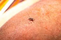 Febre maculosa causa quatro mortes no Rio de Janeiro