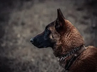 « Il y a d’autres options que l’euthanasie » : Hermès, le chien gendarme, échappe pour l’instant à la mort