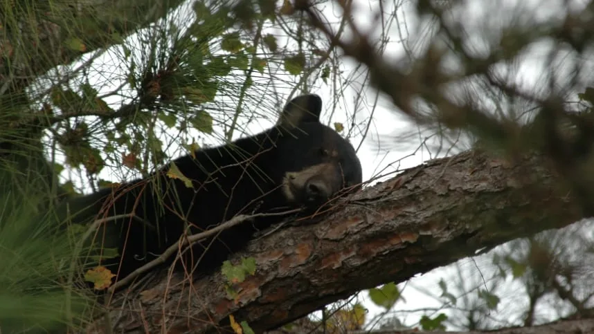 Segunda cacería de osos en Florida: el Estado amplía los permisos y esta vez no escuchará al público