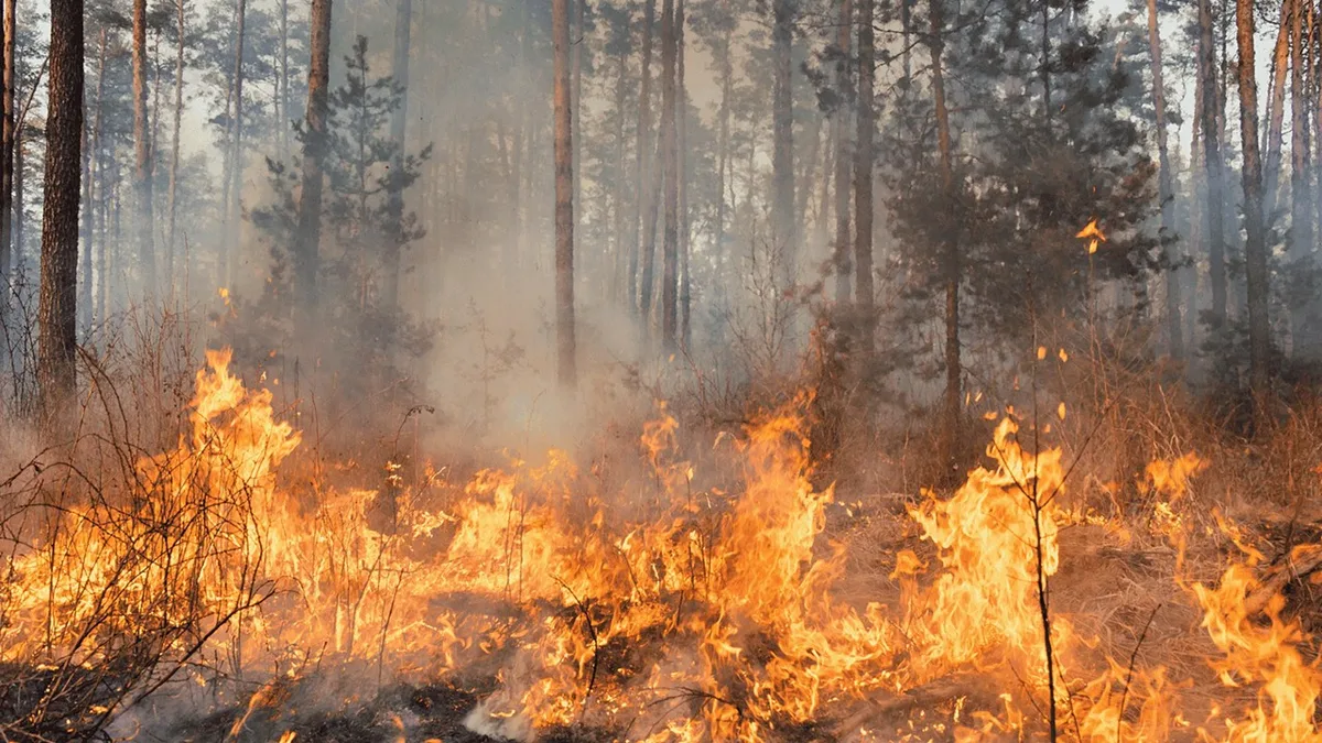 Ingredientes para o Desastre: Eucaliptos, El Niño, e o Risco de Incêndios em Portugal