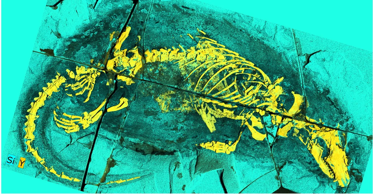 This surprising mammal fossil is giving scientists something to chew on