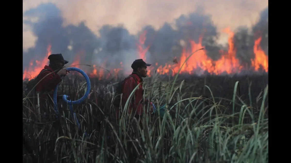 Wildfire came within metres of rescued orangutans; 60 animals moved