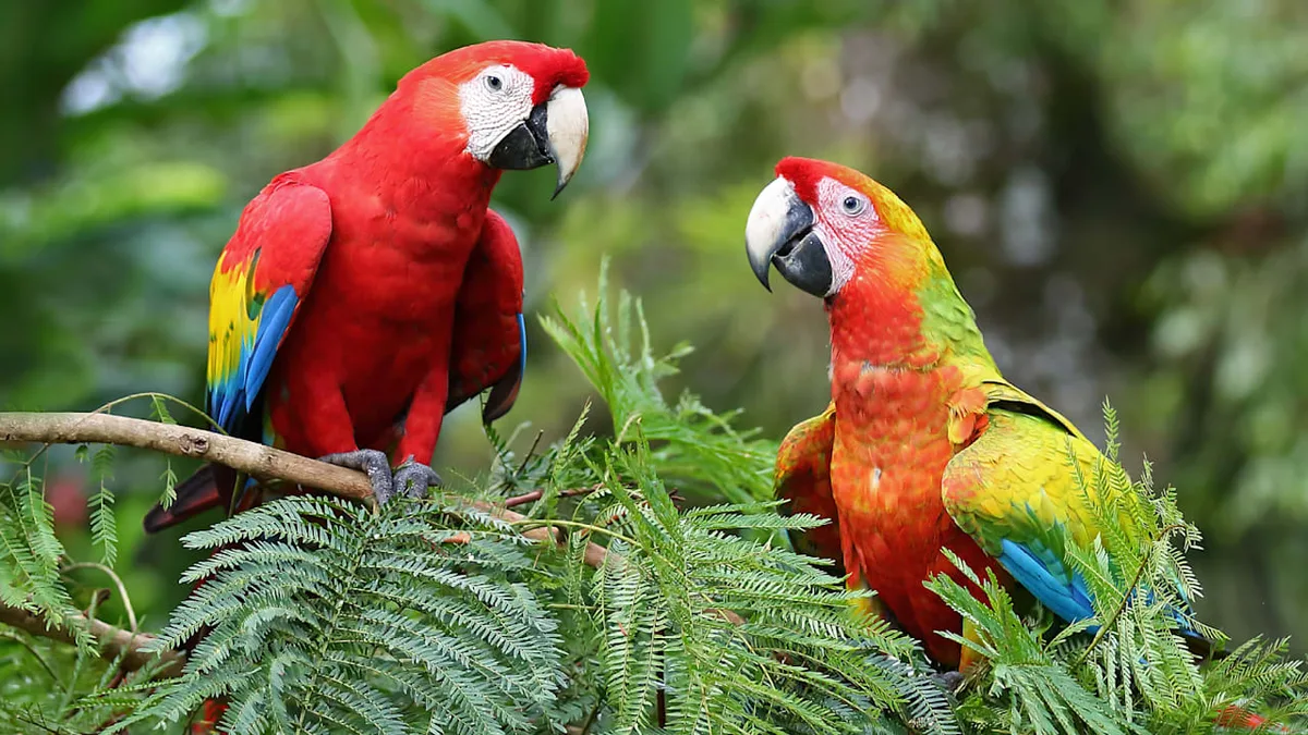 Zwischen Trend und Leid - Wildtier als Haustier? Das ist wirklich erlaubt