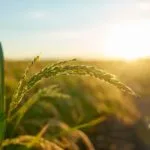 Agronegócio soma 19 vitórias e apenas uma derrota no Congresso em quatro anos