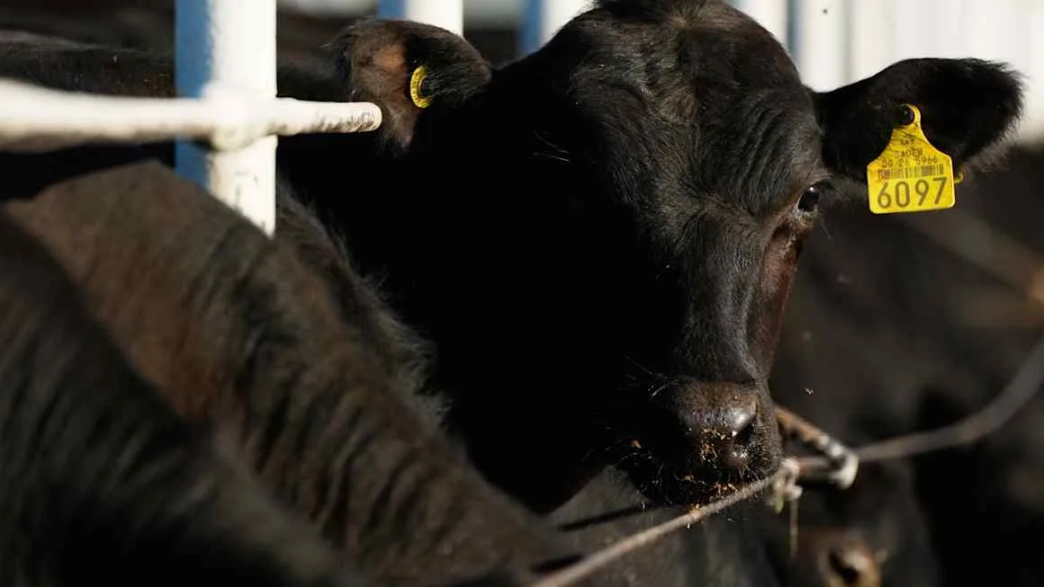 Trump claims deal to cut beef import tariffs to help curb high prices