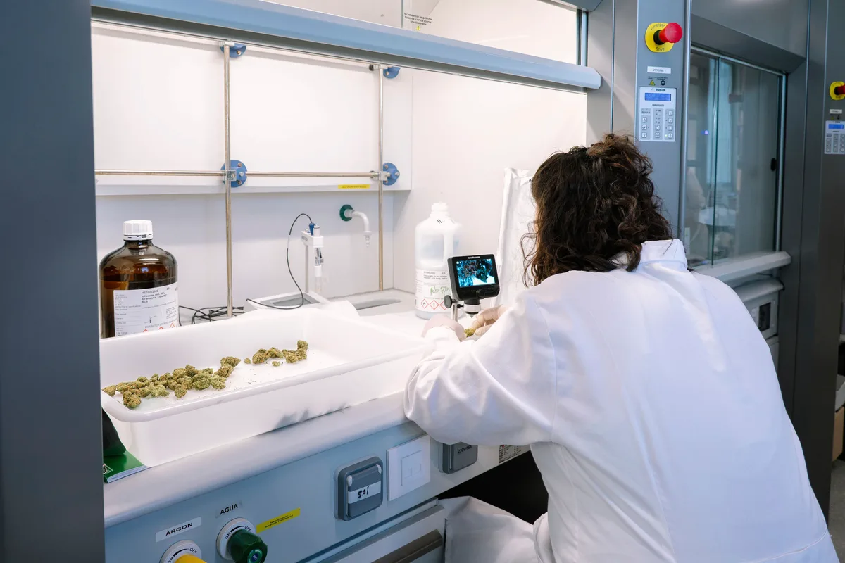 Luz verde al cannabis medicinal en España: los hospitales contarán con los primeros preparados este mes