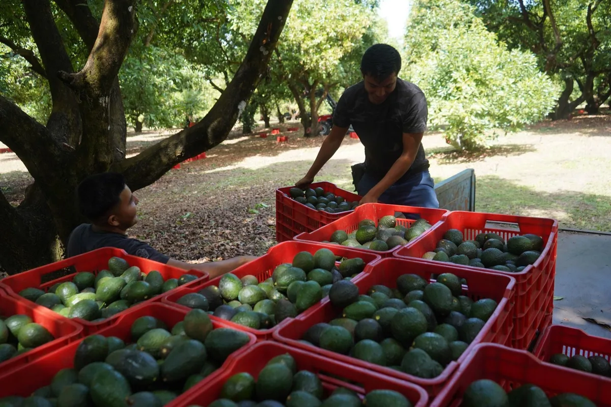 ‘Bendito Dios, ahora nos pagan’: Aguacateros de Michoacán celebran reinicio de exportaciones a EU