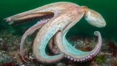 Island could protect 30% of waters in marine plan