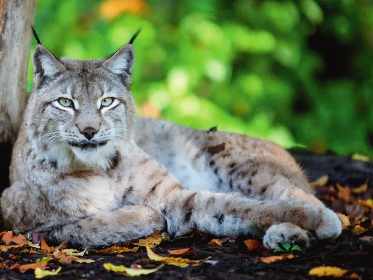 Les anges gardiens du lynx boréal
