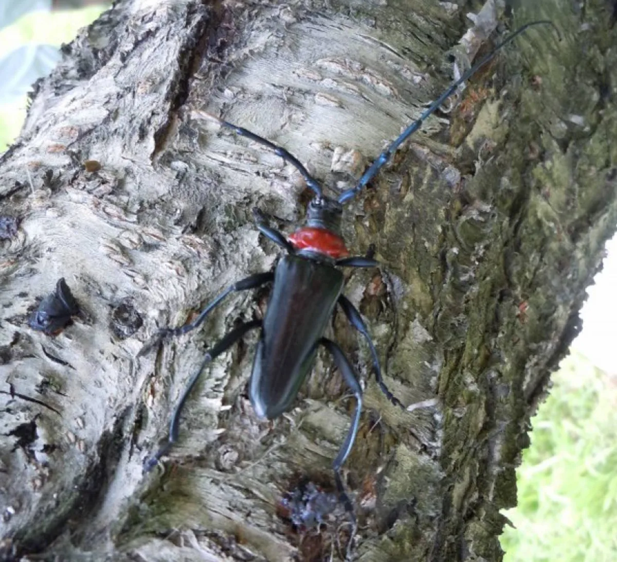 Japan adopts measures to stamp out invasive longhorn beetle