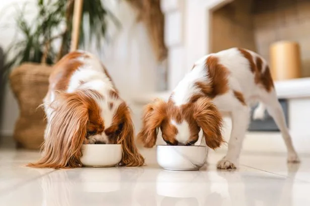 Premium dog food brand issues recall after pets develop ‘extremely painful’ condition