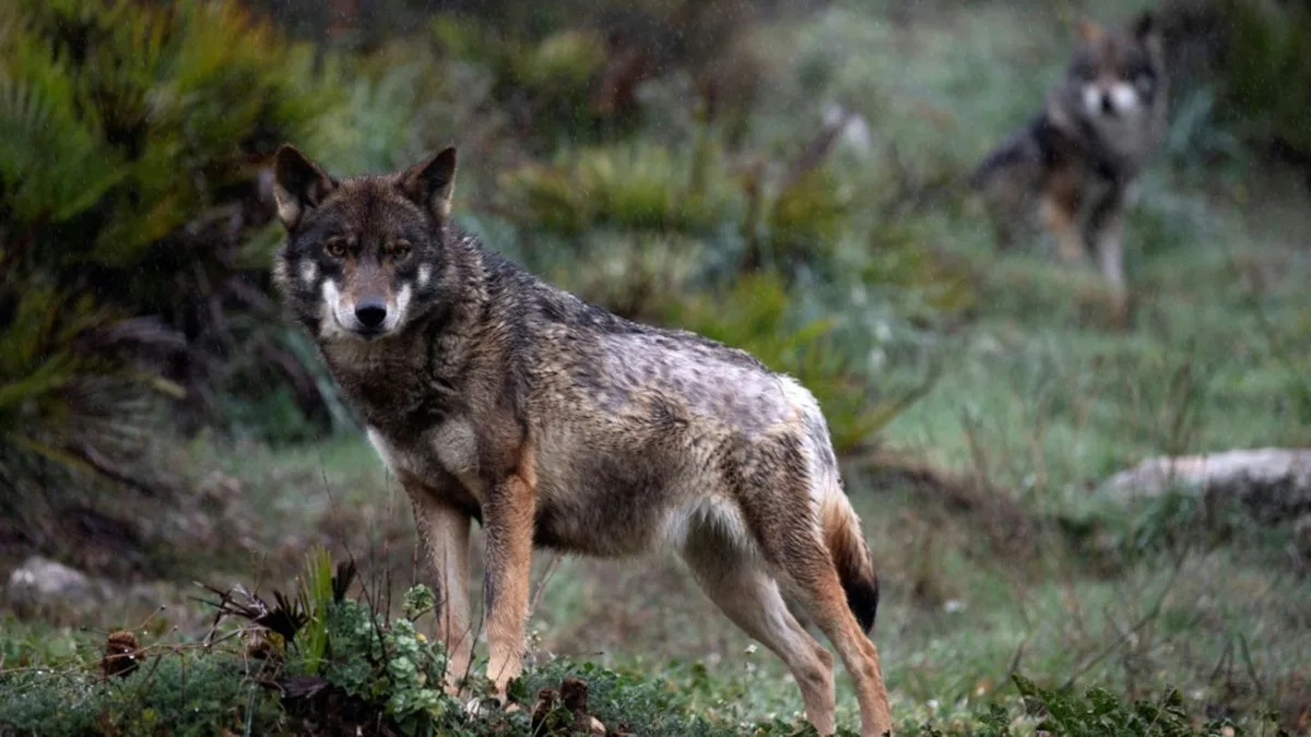 Schwedische Behörden geben für kommendes Jahr 72 Wölfe zum Abschuss frei