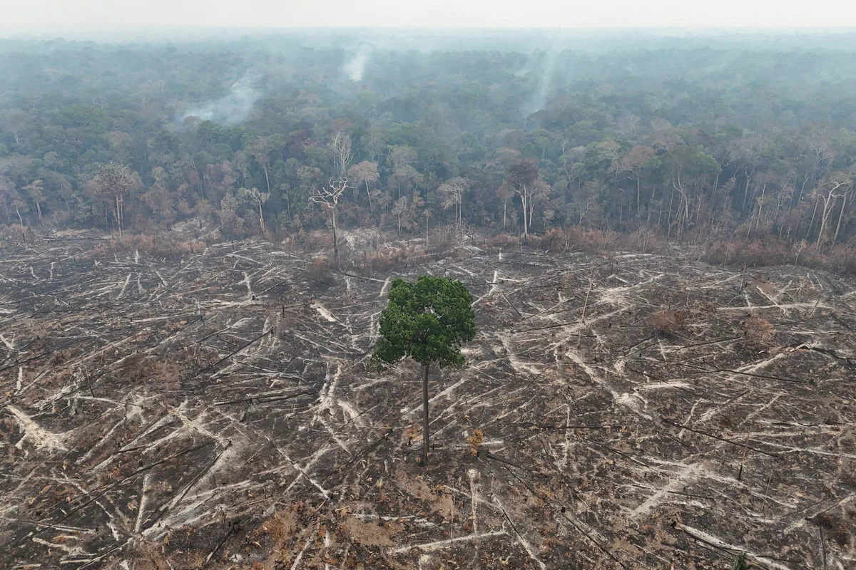 Amazônia e cerrado têm menor desmatamento já registrado