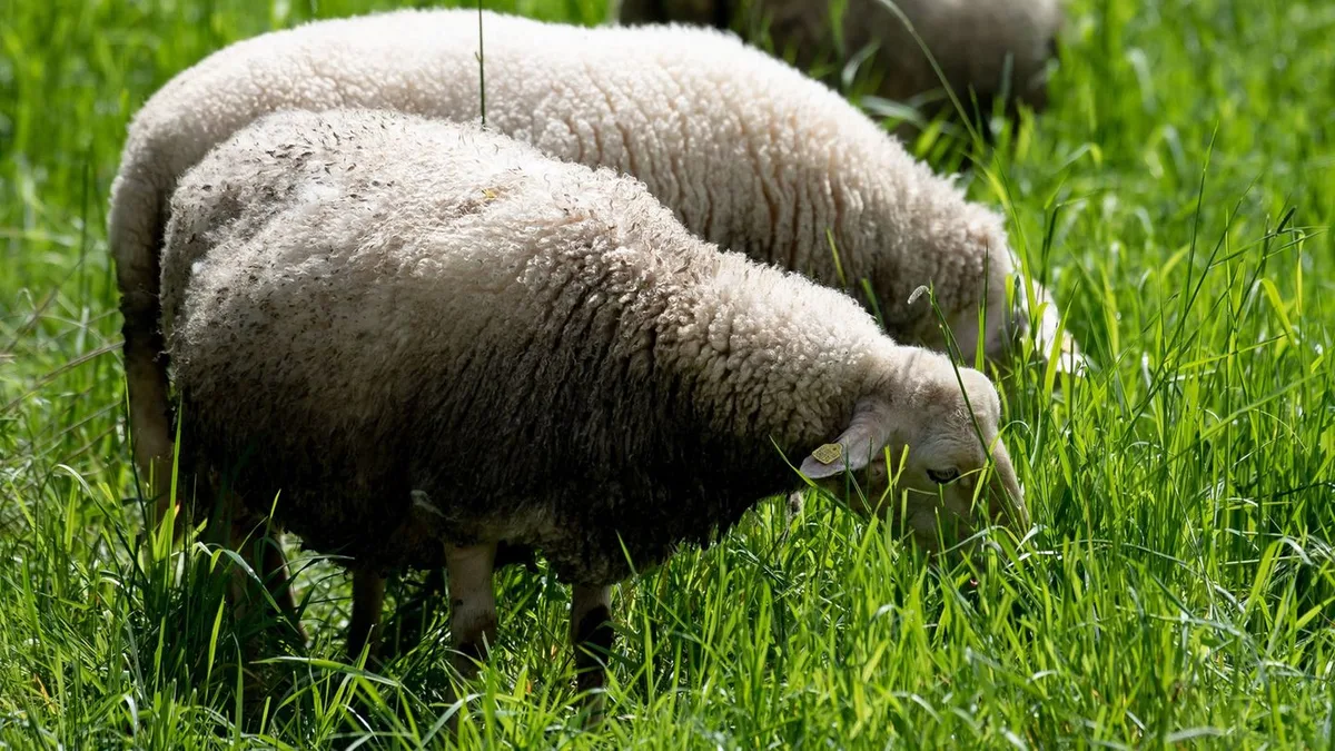 Vierbeinige Naturschützer: Schafsherde pflegt Wiese im Eichsfeld