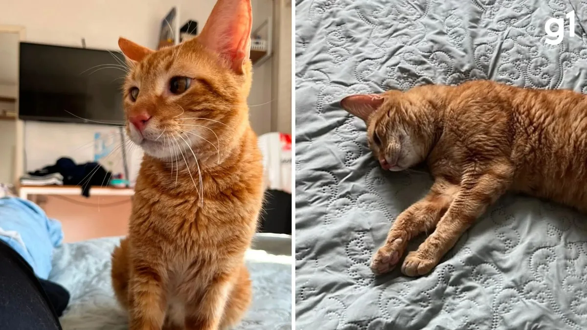 Gato devolvido para abrigo por ser carente demais teve mais de 100 pedidos de adoção após caso viralizar