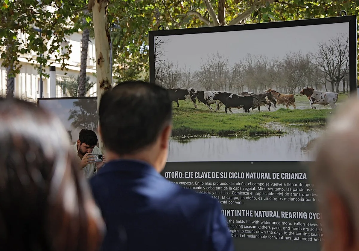El toro bravo conquista el centro de Sevilla para contar la historia de la dehesa