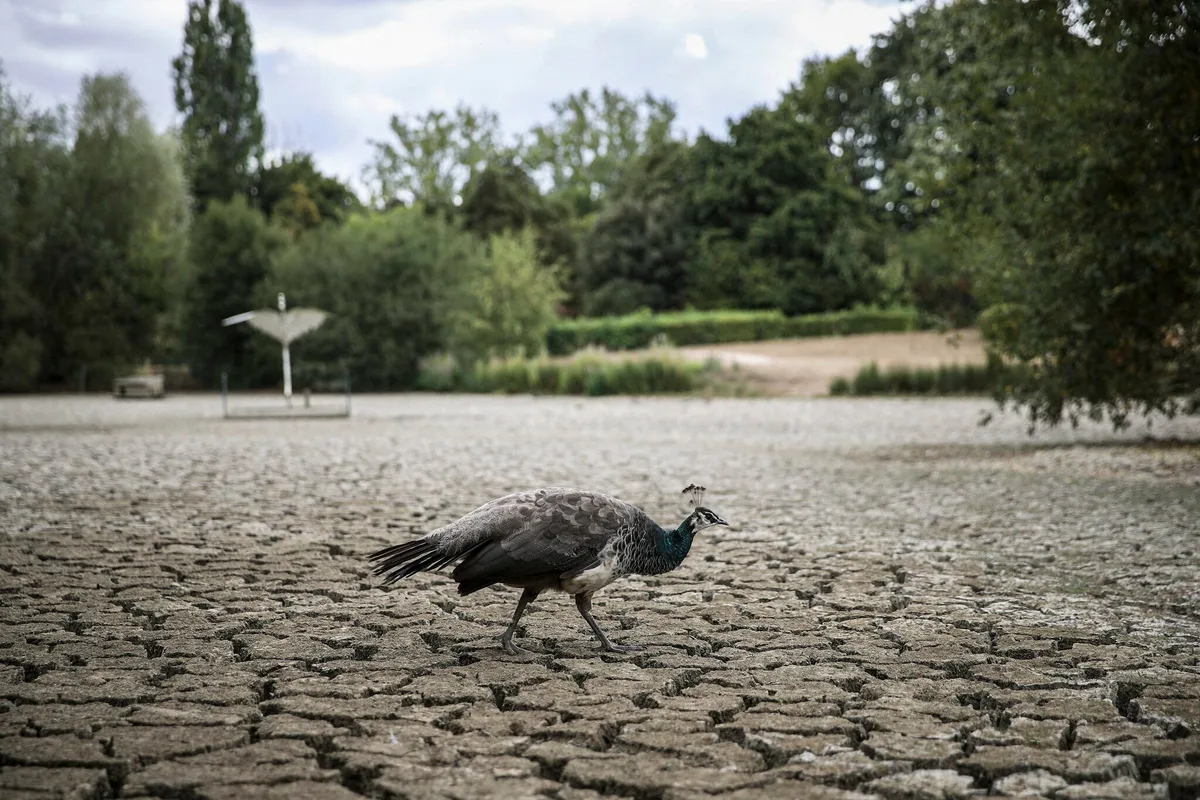 Canicule : 80 départements en vigilance orange… Le bilan du jeudi 13 août