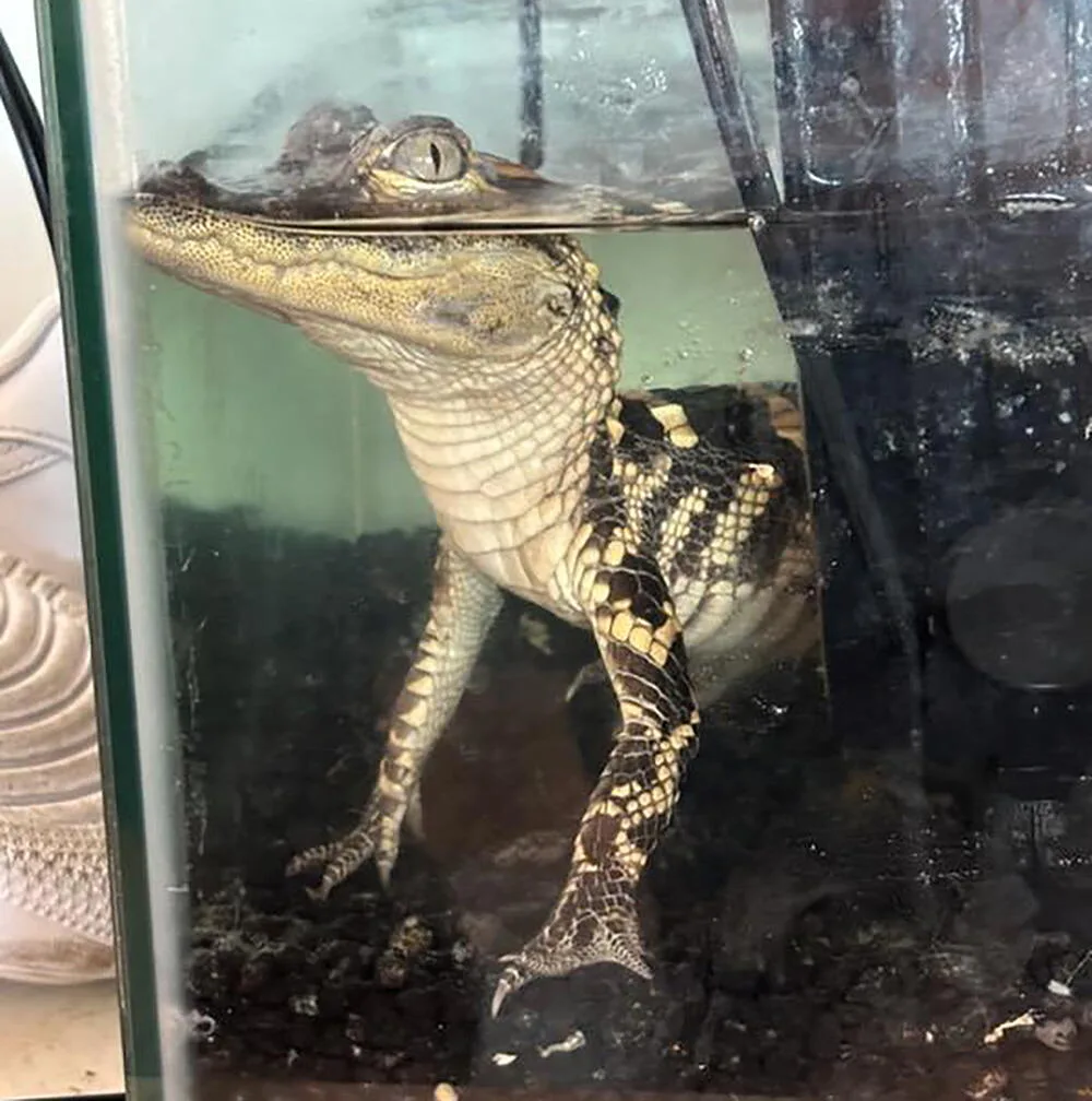 Feds find small alligator, 42 kilos of fentanyl in downtown L.A. luxury apartment